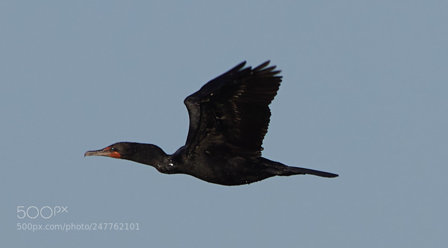 Canon EOS-1D X Mark II sample photo. 02-28-18-0005763.jpg photography