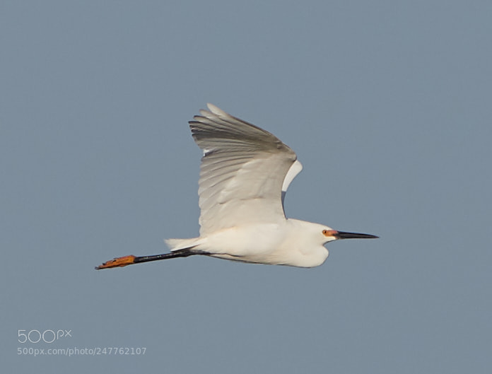 Canon EOS-1D X Mark II sample photo. 02-28-18-0005761.jpg photography