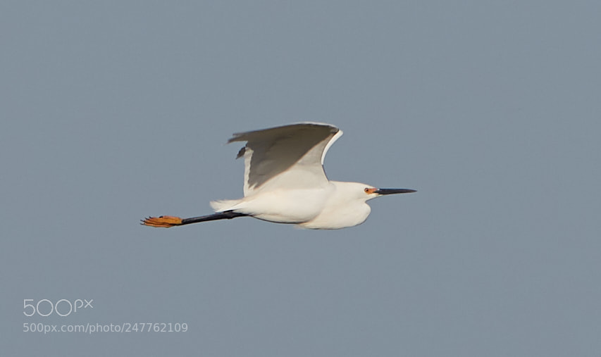 Canon EOS-1D X Mark II sample photo. 02-28-18-0005760.jpg photography