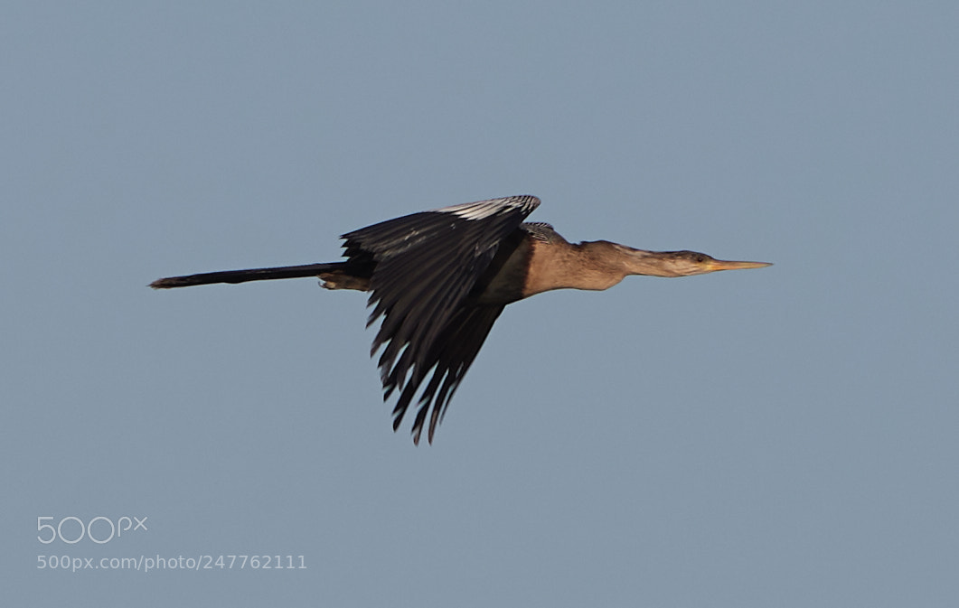 Canon EOS-1D X Mark II sample photo. 02-28-18-0005758.jpg photography