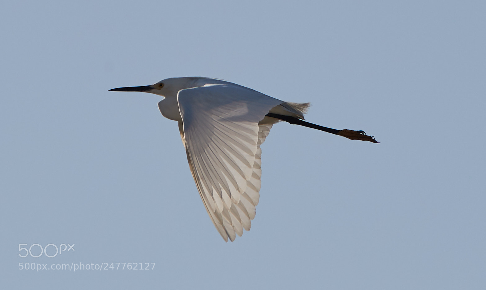 Canon EOS-1D X Mark II sample photo. 02-28-18-0005753.jpg photography