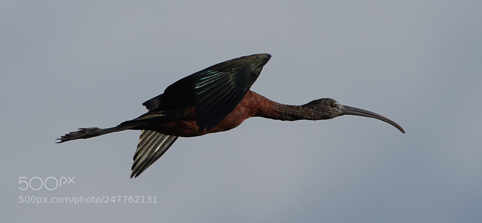 Canon EOS-1D X Mark II sample photo. 02-28-18-0005747.jpg photography