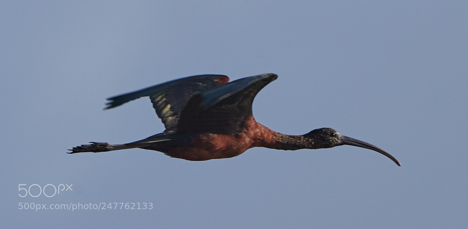 Canon EOS-1D X Mark II sample photo. 02-28-18-0005746.jpg photography