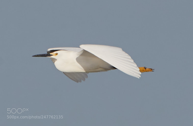 Canon EOS-1D X Mark II sample photo. 02-28-18-0005745.jpg photography