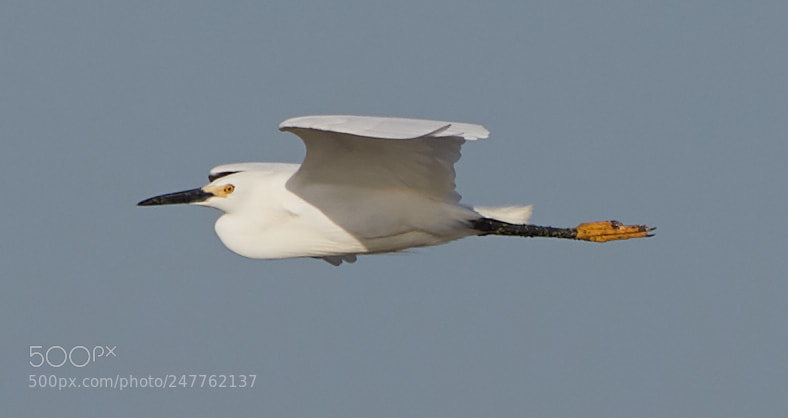 Canon EOS-1D X Mark II sample photo. 02-28-18-0005744.jpg photography
