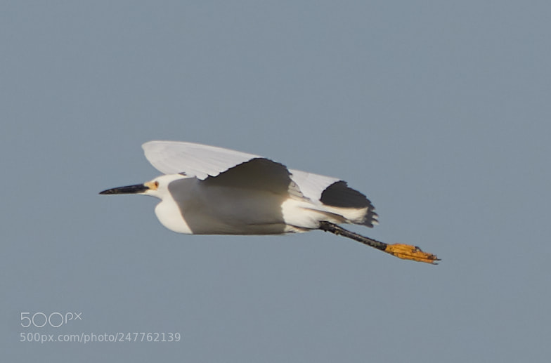 Canon EOS-1D X Mark II sample photo. 02-28-18-0005743.jpg photography