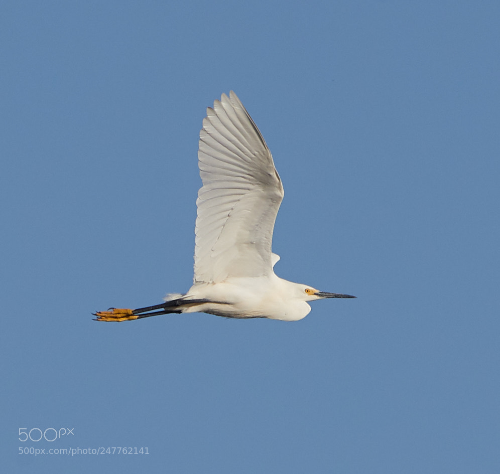 Canon EOS-1D X Mark II sample photo. 02-28-18-0005730.jpg photography