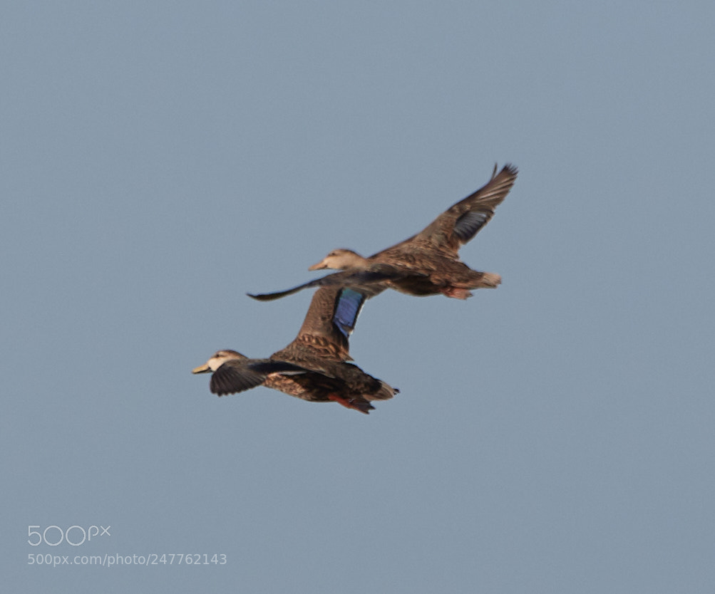 Canon EOS-1D X Mark II sample photo. 02-28-18-0005714 1.jpg photography