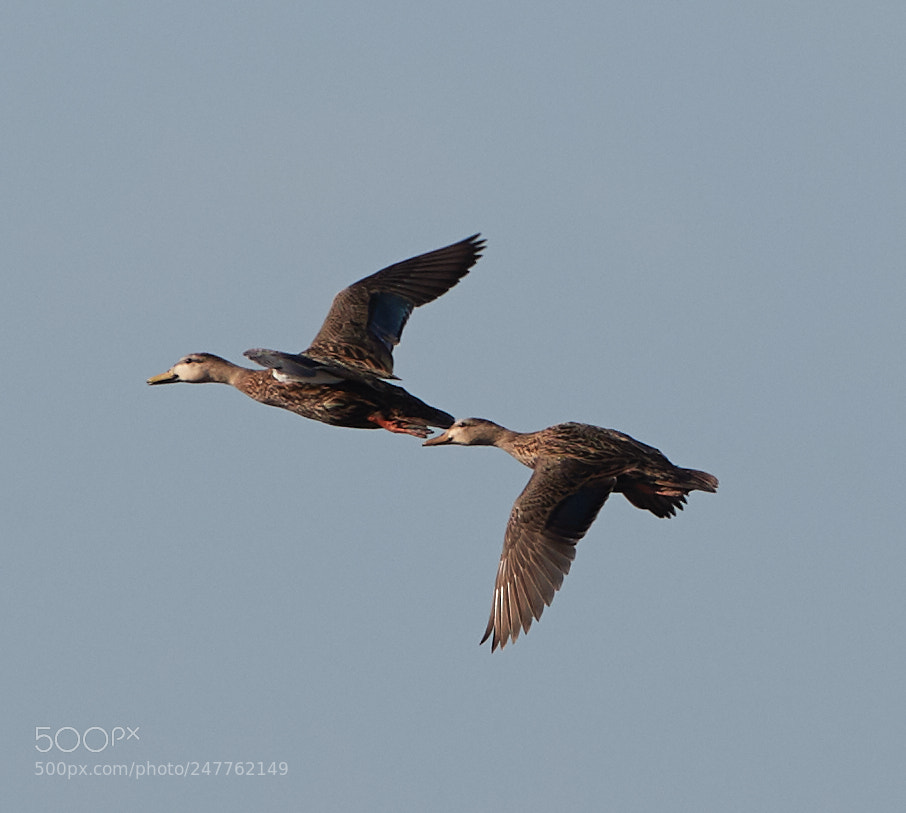 Canon EOS-1D X Mark II sample photo. 02-28-18-0005713 1.jpg photography