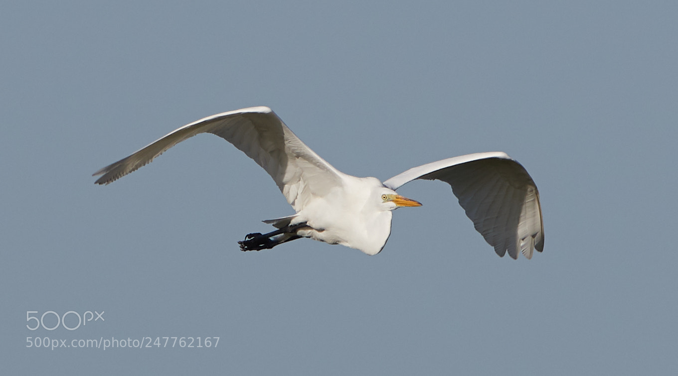 Canon EOS-1D X Mark II sample photo. 02-28-18-0005710.jpg photography