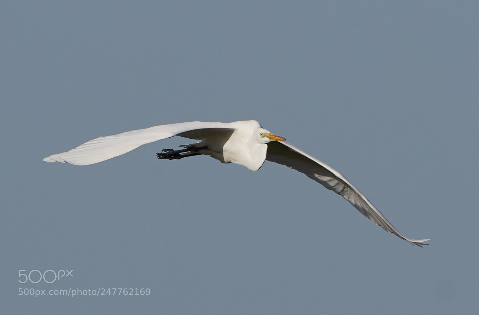 Canon EOS-1D X Mark II sample photo. 02-28-18-0005709.jpg photography
