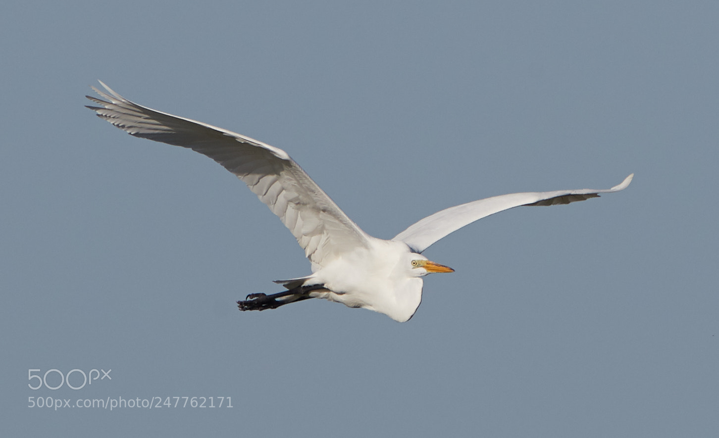 Canon EOS-1D X Mark II sample photo. 02-28-18-0005708.jpg photography