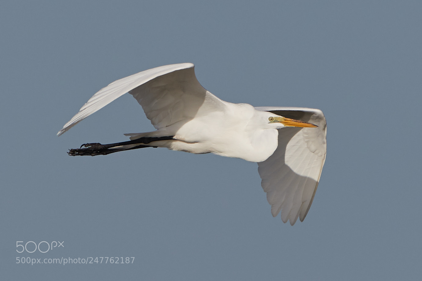 Canon EOS-1D X Mark II sample photo. 02-28-18-0005703.jpg photography