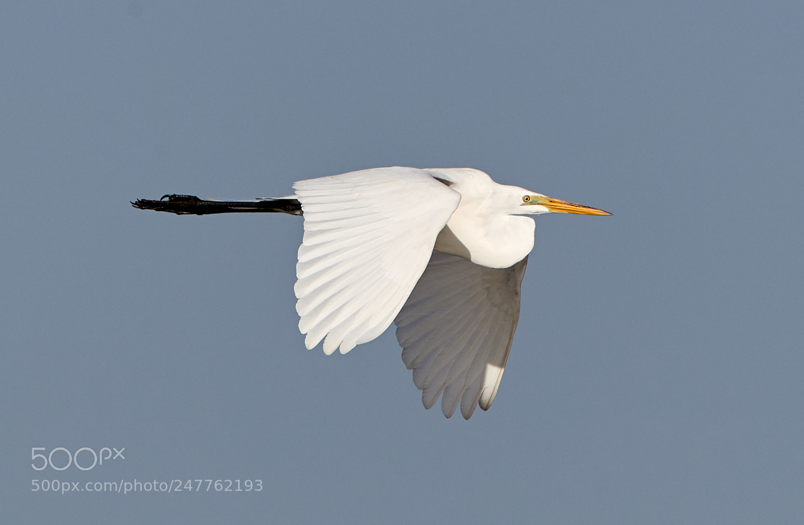 Canon EOS-1D X Mark II sample photo. 02-28-18-0005700.jpg photography