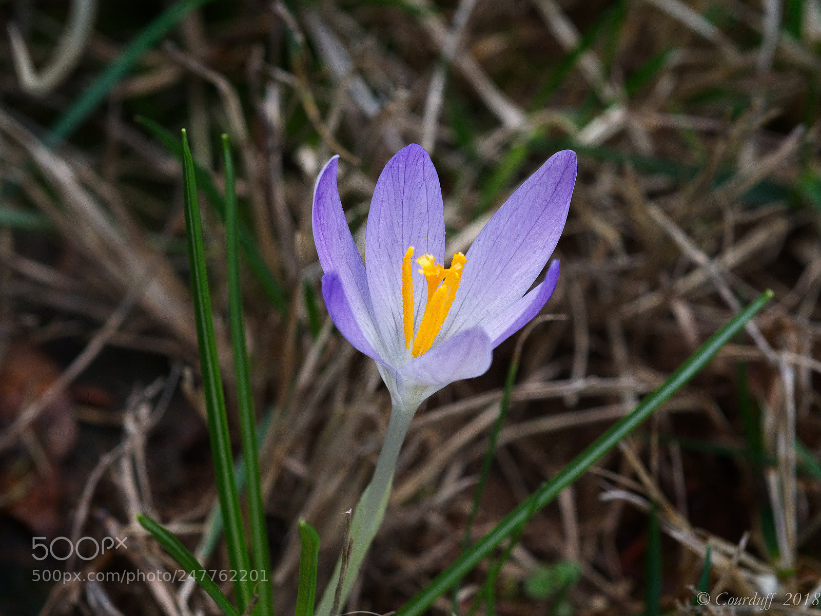 Nikon D7500 sample photo. Amc photography