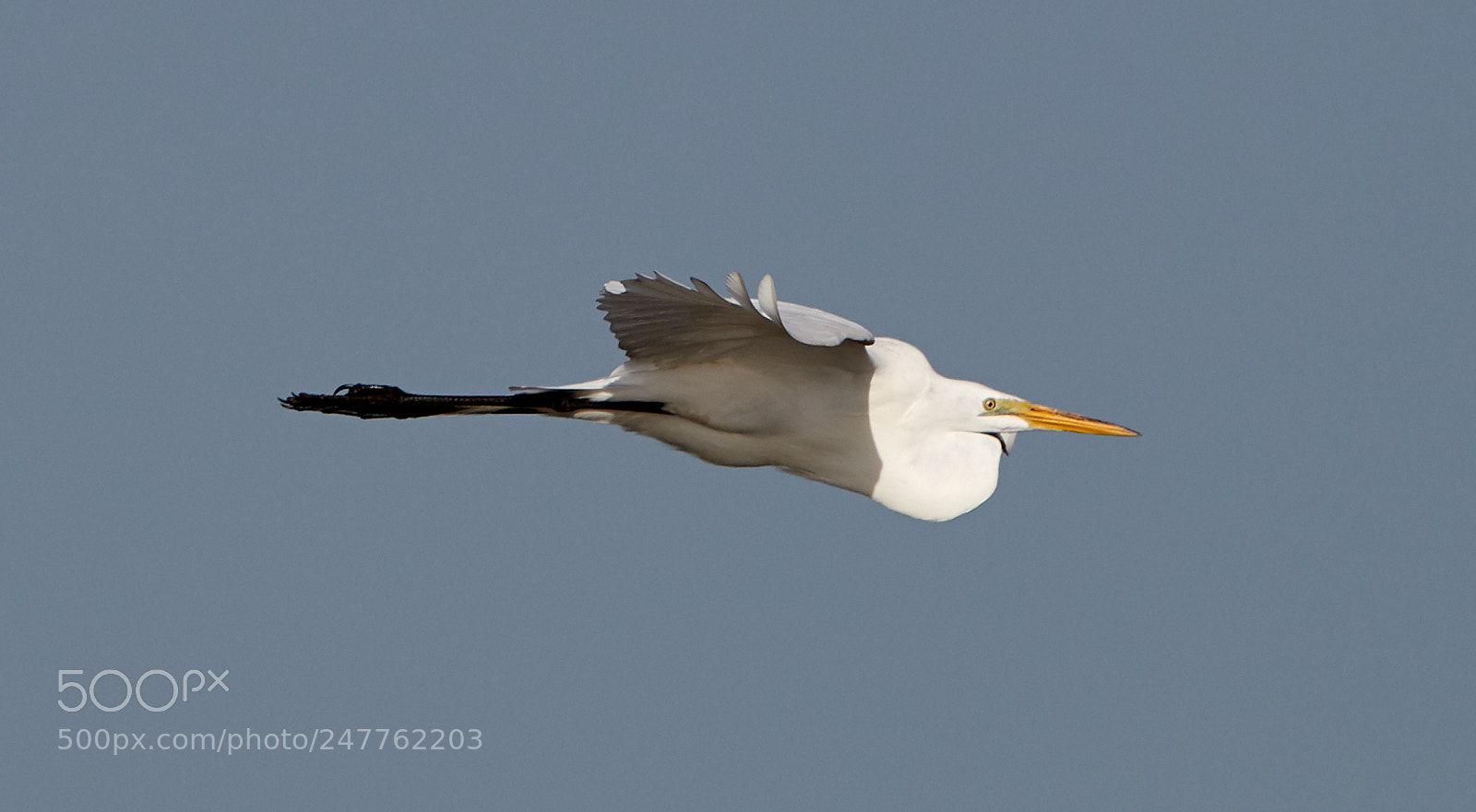 Canon EOS-1D X Mark II sample photo. 02-28-18-0005699.jpg photography