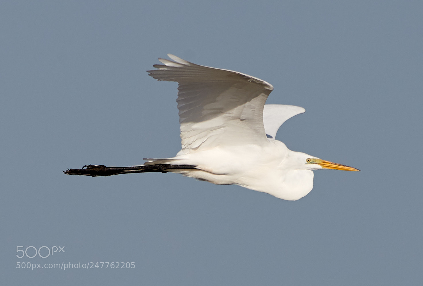 Canon EOS-1D X Mark II sample photo. 02-28-18-0005698.jpg photography