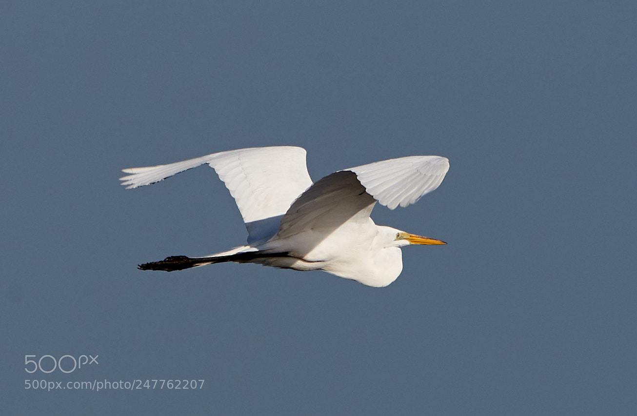 Canon EOS-1D X Mark II sample photo. 02-28-18-0005696.jpg photography