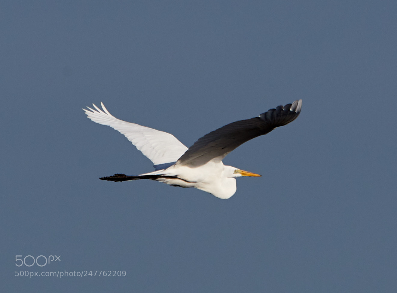 Canon EOS-1D X Mark II sample photo. 02-28-18-0005695.jpg photography