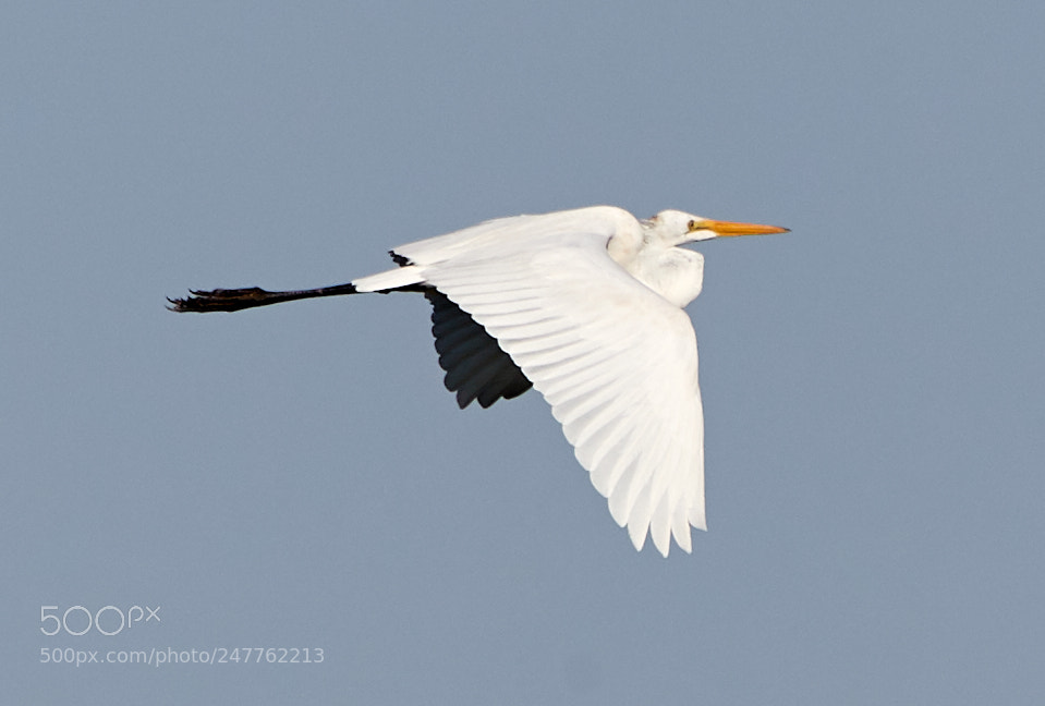 Canon EOS-1D X Mark II sample photo. 02-28-18-0005693.jpg photography