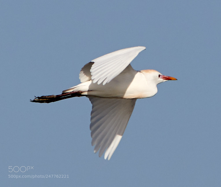 Canon EOS-1D X Mark II sample photo. 02-28-18-0005691.jpg photography
