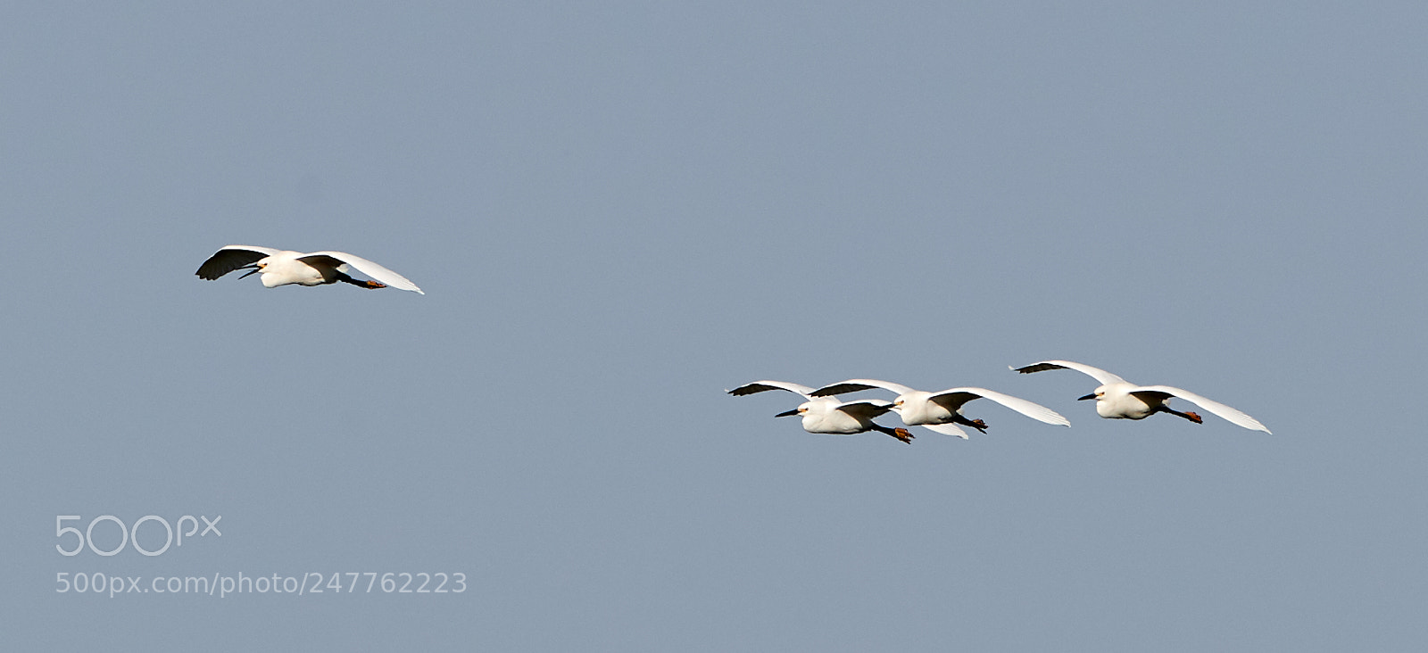 Canon EOS-1D X Mark II sample photo. 02-28-18-0005686.jpg photography