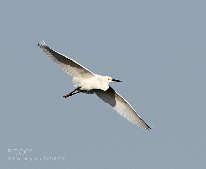 Canon EOS-1D X Mark II sample photo. 02-28-18-0005683.jpg photography