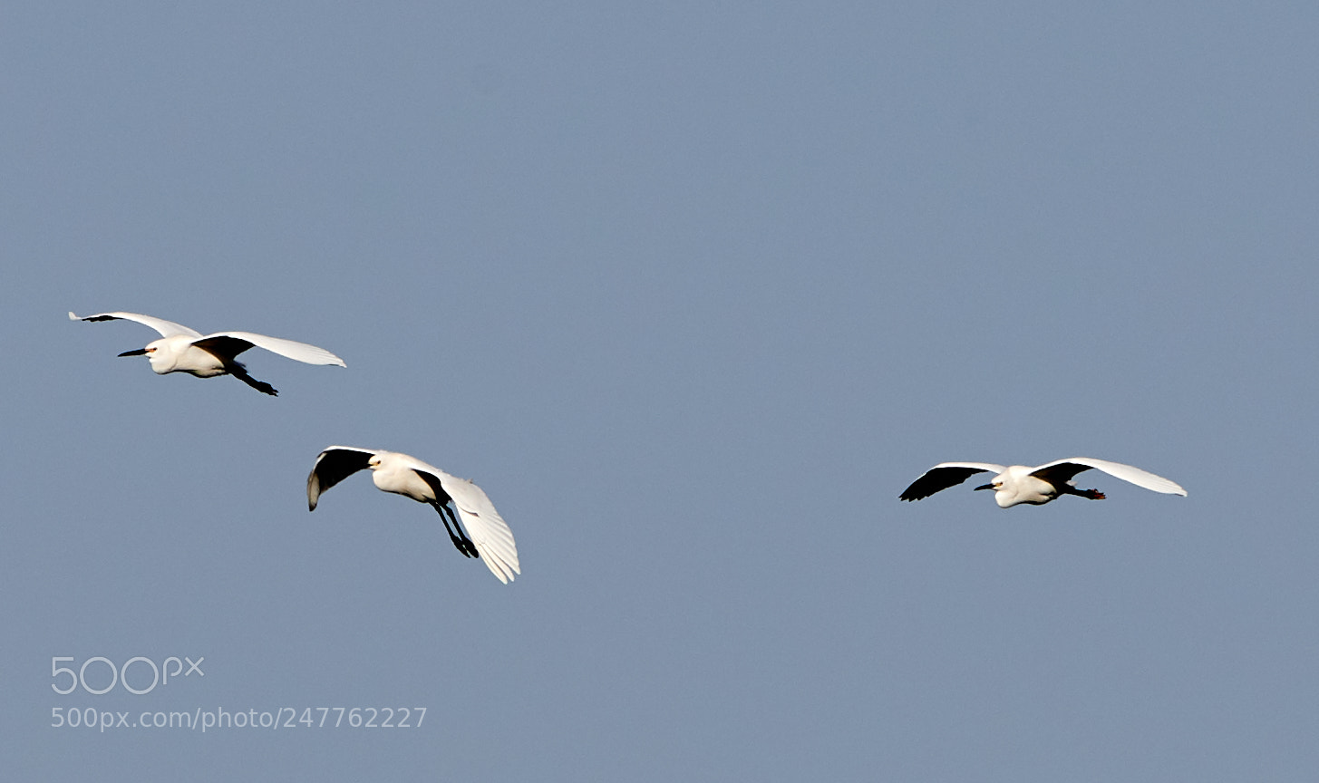 Canon EOS-1D X Mark II sample photo. 02-28-18-0005682.jpg photography