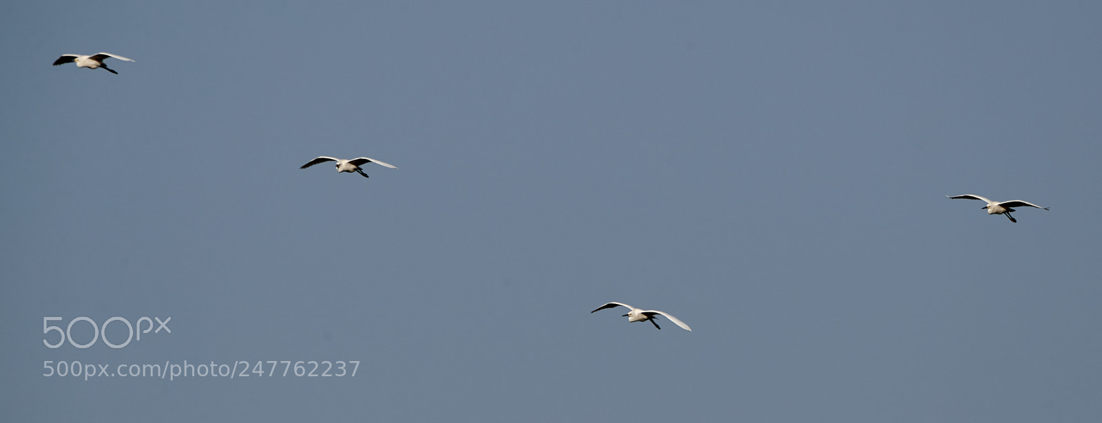 Canon EOS-1D X Mark II sample photo. 02-28-18-0005681.jpg photography