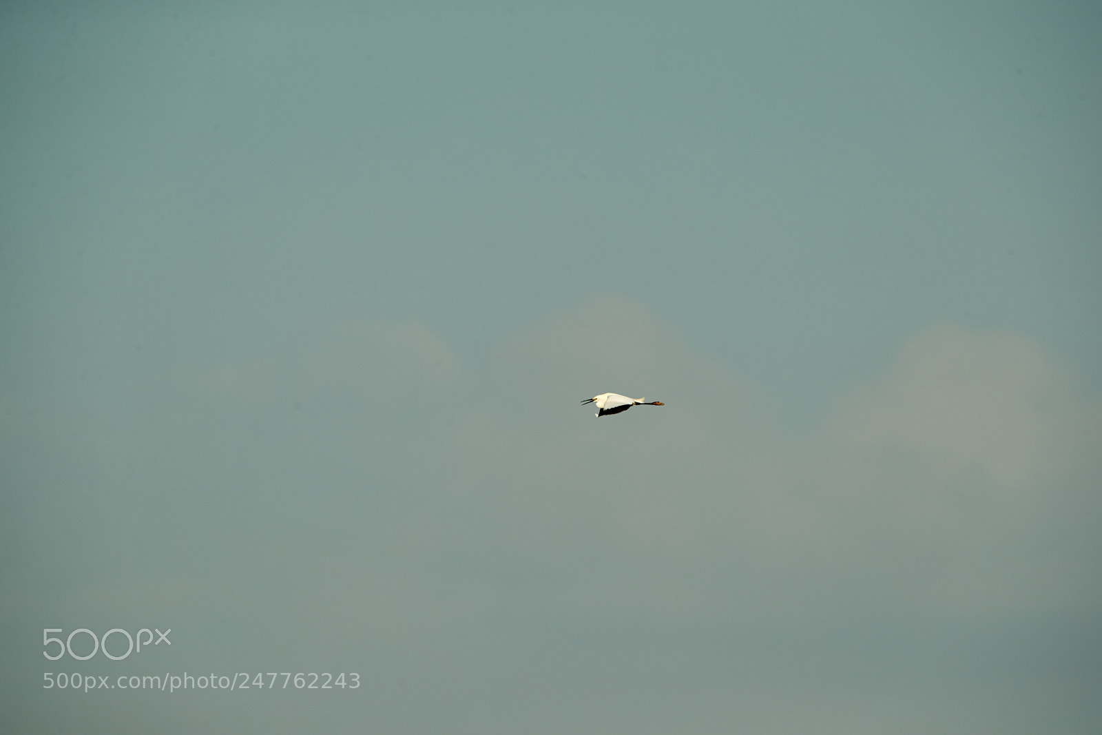 Canon EOS-1D X Mark II sample photo. 02-28-18-0005676.jpg photography