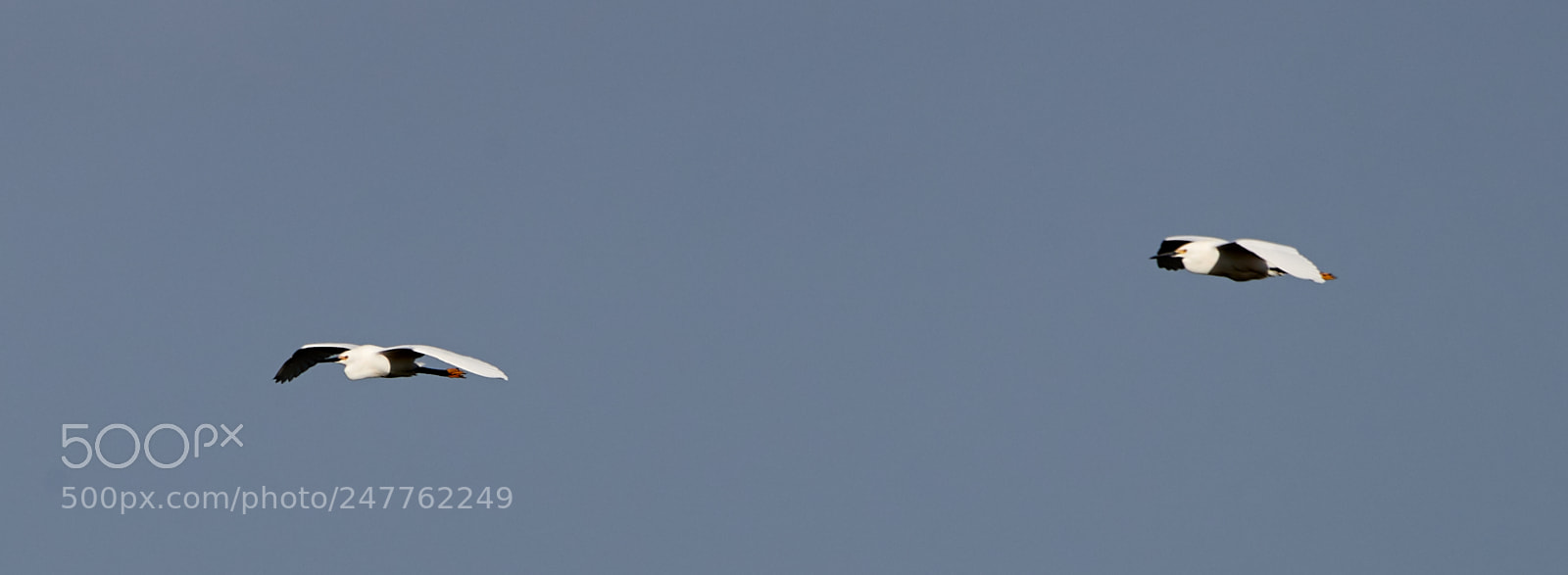 Canon EOS-1D X Mark II sample photo. 02-28-18-0005674.jpg photography