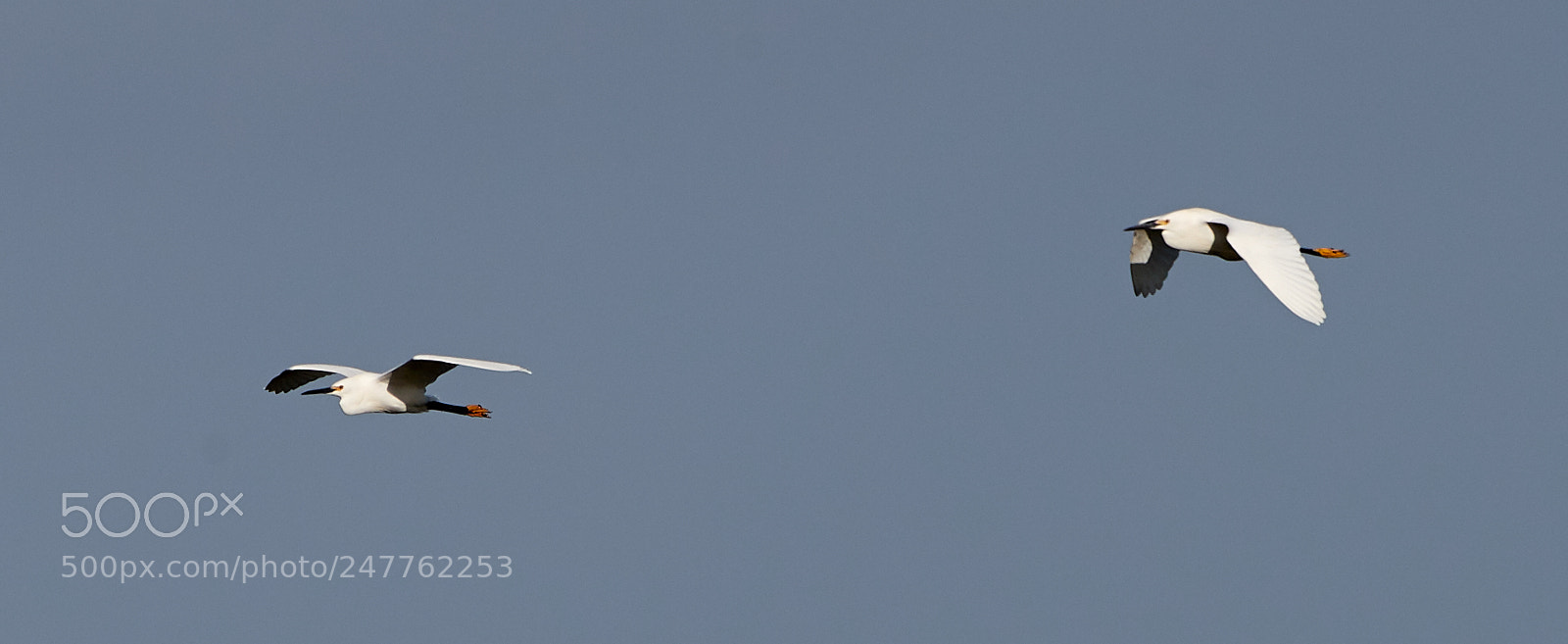 Canon EOS-1D X Mark II sample photo. 02-28-18-0005673.jpg photography