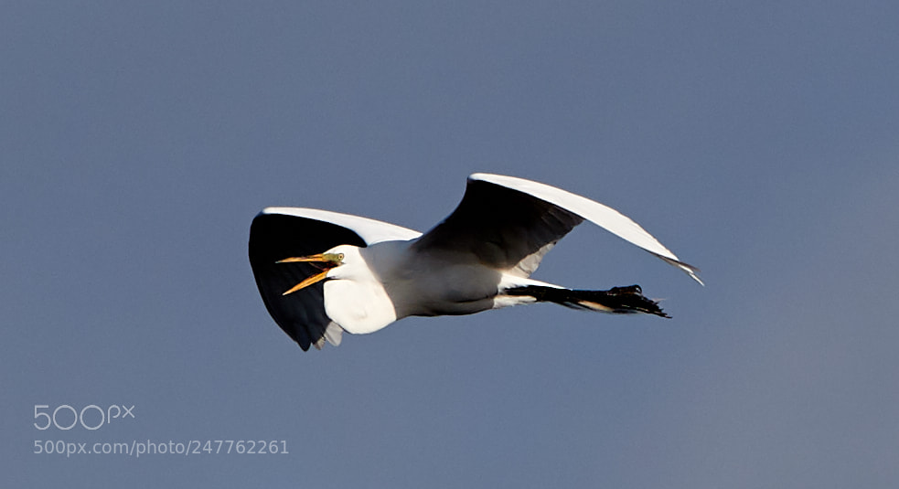 Canon EOS-1D X Mark II sample photo. 02-28-18-0005669.jpg photography
