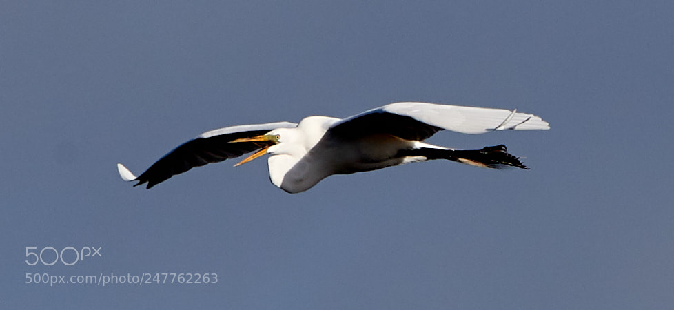 Canon EOS-1D X Mark II sample photo. 02-28-18-0005668.jpg photography