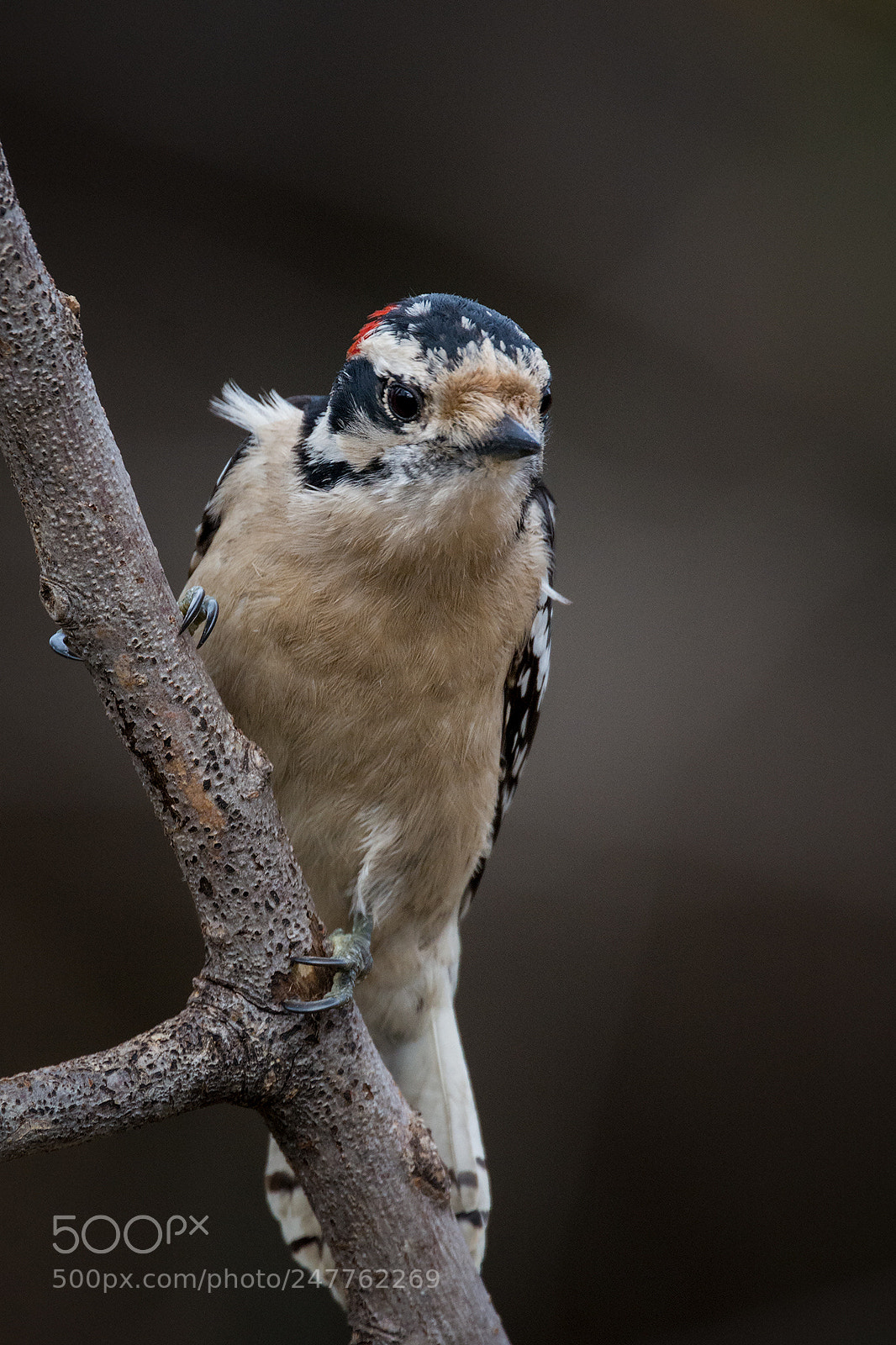Nikon D7100 sample photo. Downy woodpecker photography