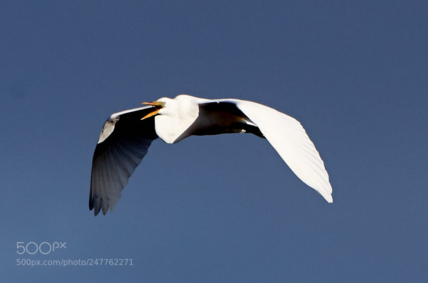 Canon EOS-1D X Mark II sample photo. 02-28-18-0005671.jpg photography