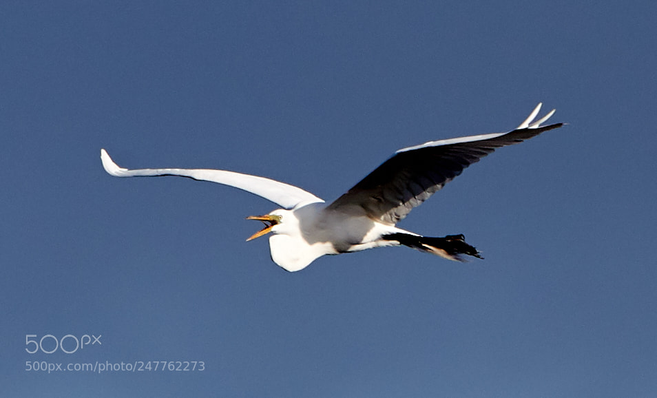 Canon EOS-1D X Mark II sample photo. 02-28-18-0005670.jpg photography