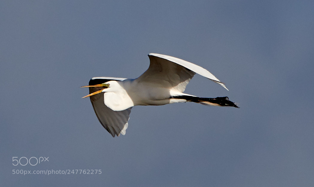 Canon EOS-1D X Mark II sample photo. 02-28-18-0005667.jpg photography