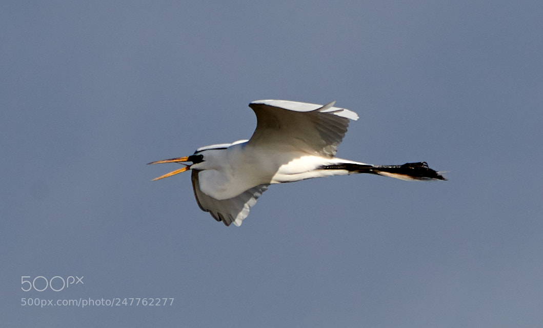 Canon EOS-1D X Mark II sample photo. 02-28-18-0005666.jpg photography
