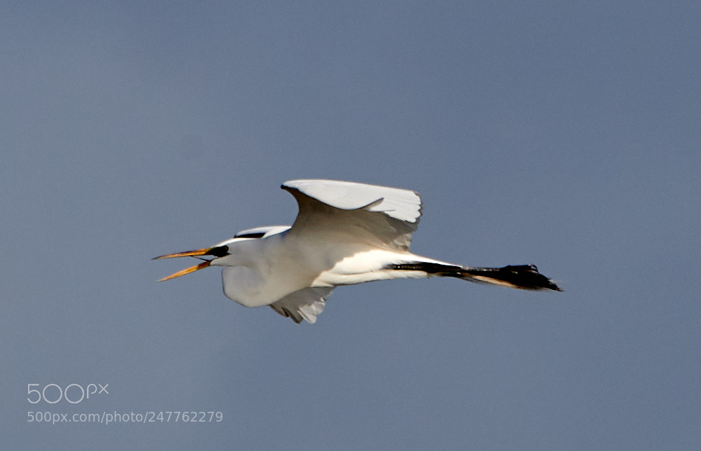 Canon EOS-1D X Mark II sample photo. 02-28-18-0005665.jpg photography