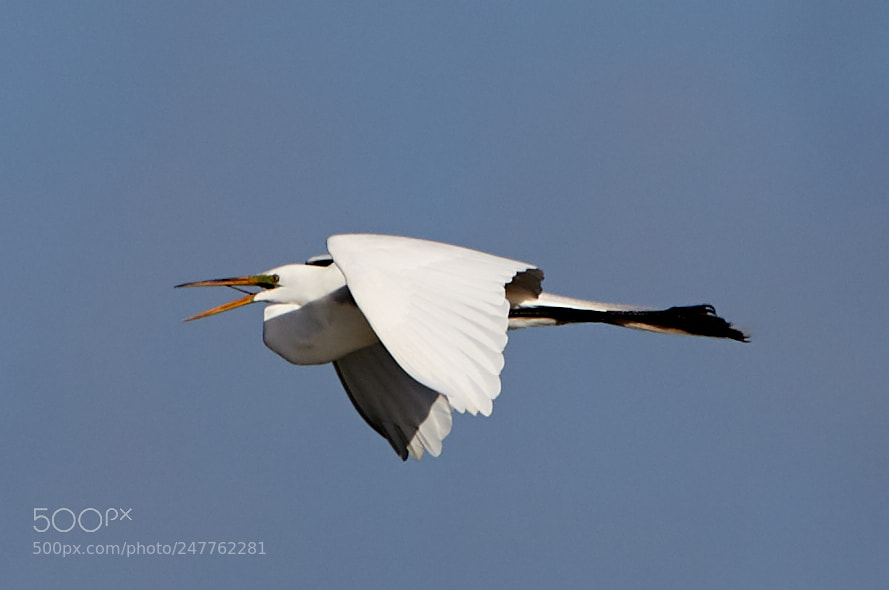 Canon EOS-1D X Mark II sample photo. 02-28-18-0005664.jpg photography