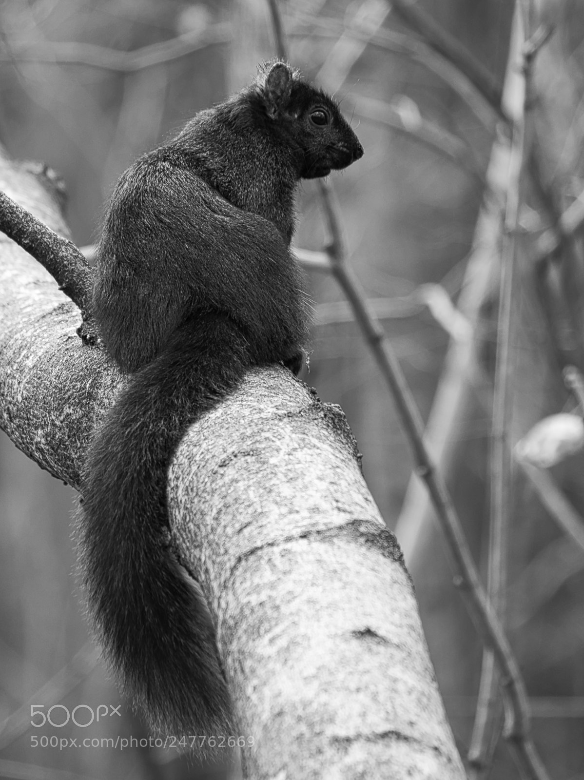 Fujifilm X-T1 sample photo. Squirrel photography