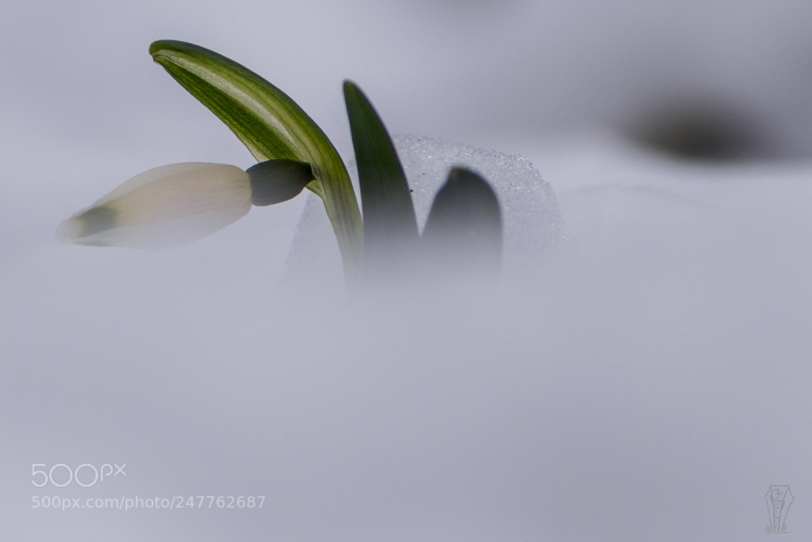 Nikon D810 sample photo. Märzenbecher im schnee photography