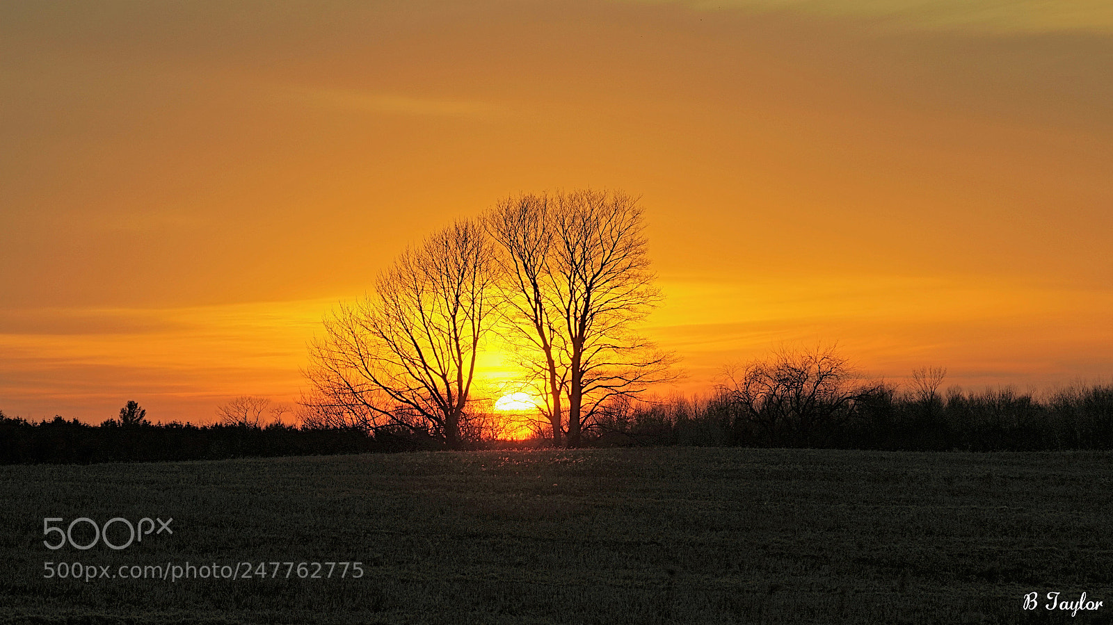 Sony SLT-A57 sample photo. Sunset trees photography
