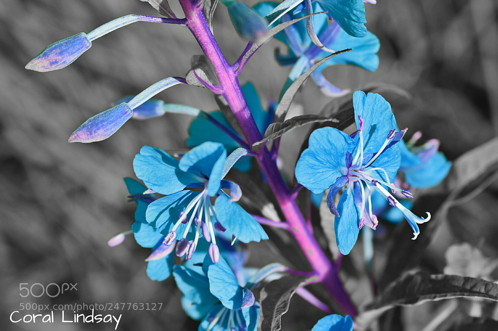 Nikon D3300 sample photo. Blue flowers photography