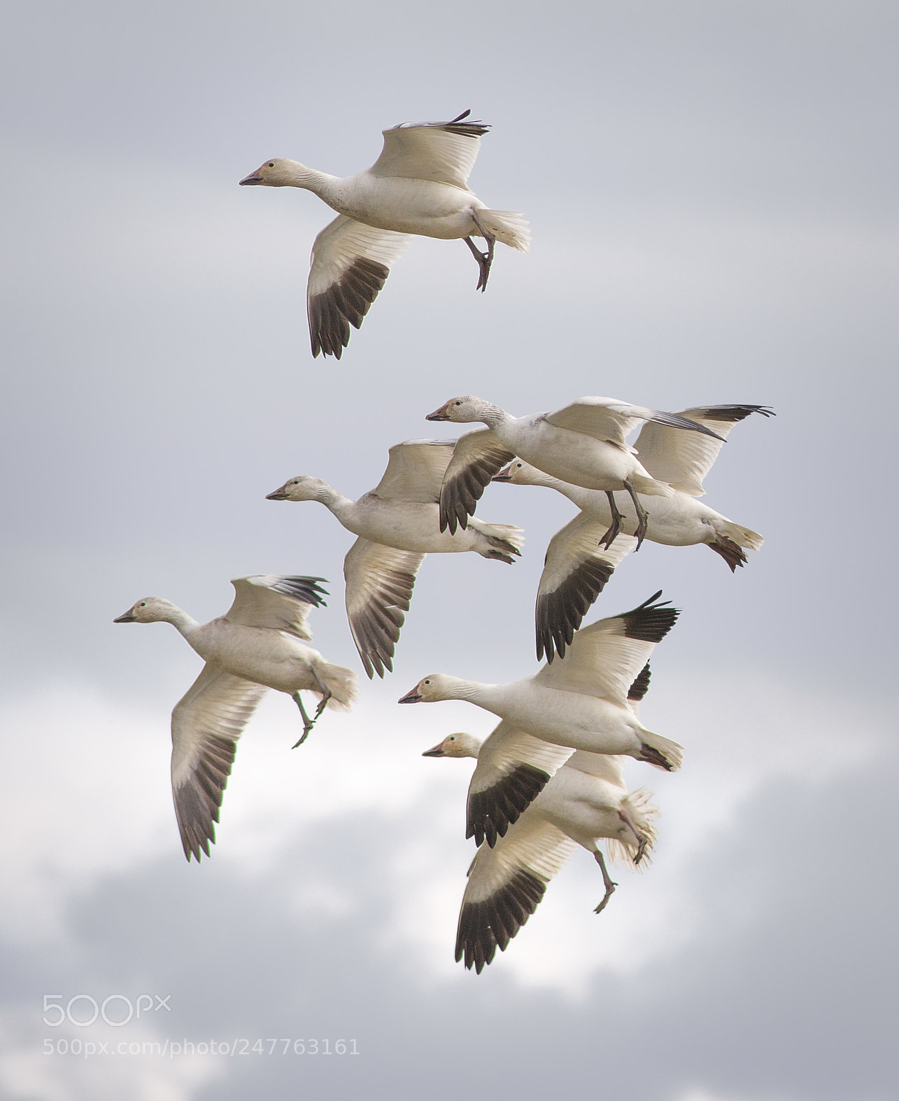 Nikon D800E sample photo. Landing flock photography