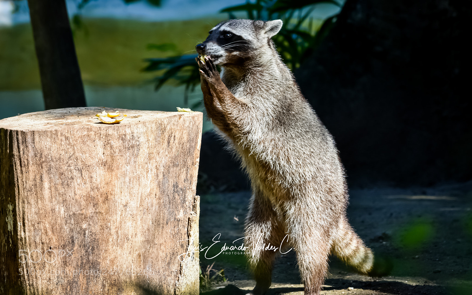 Nikon D7200 sample photo. Eating photography