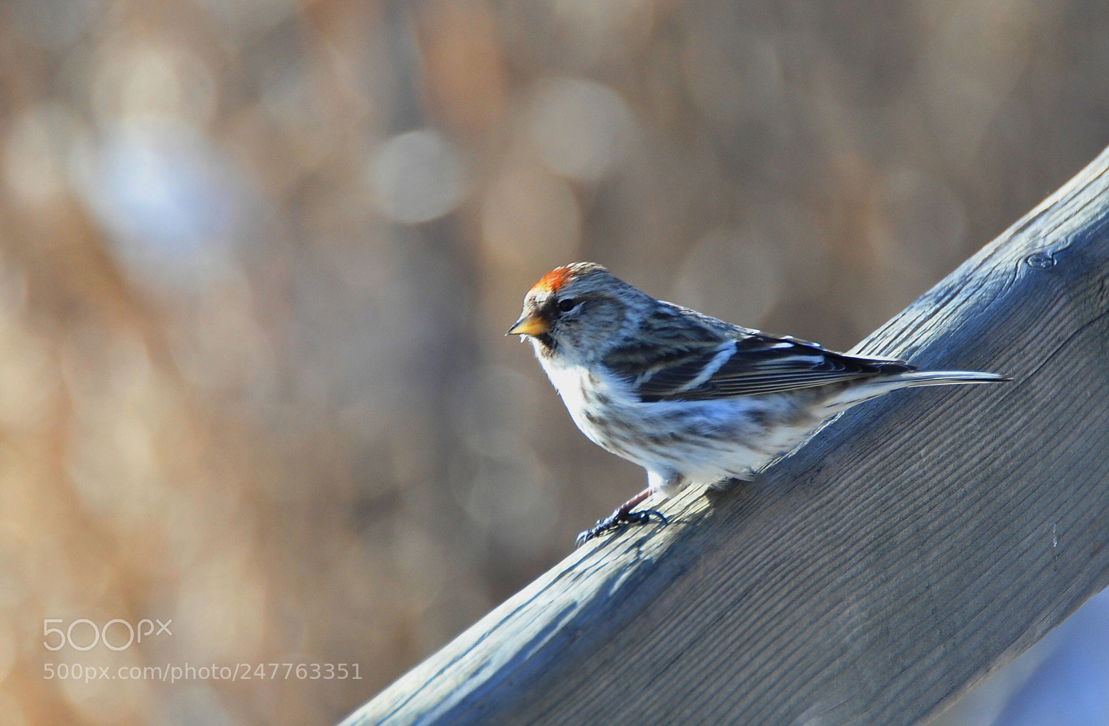 Nikon D90 sample photo. Redpoll photography