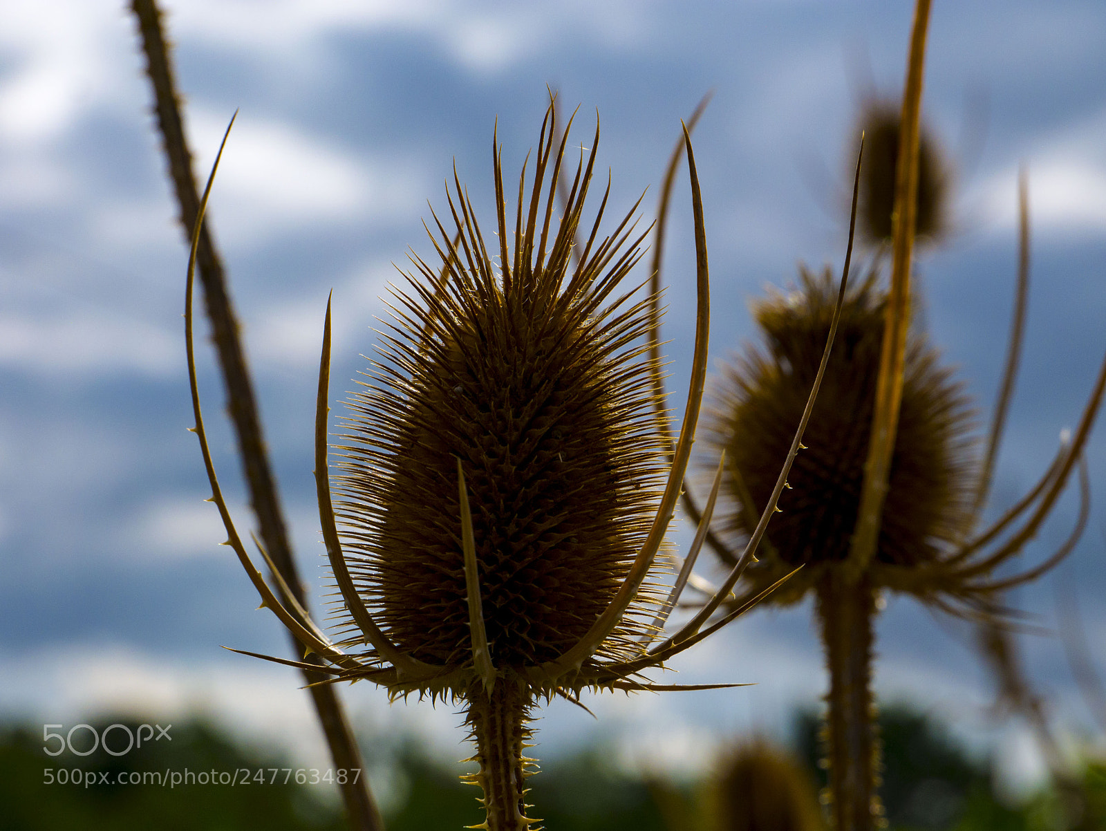 Panasonic Lumix DMC-G85 (Lumix DMC-G80) sample photo. Strange flower photography
