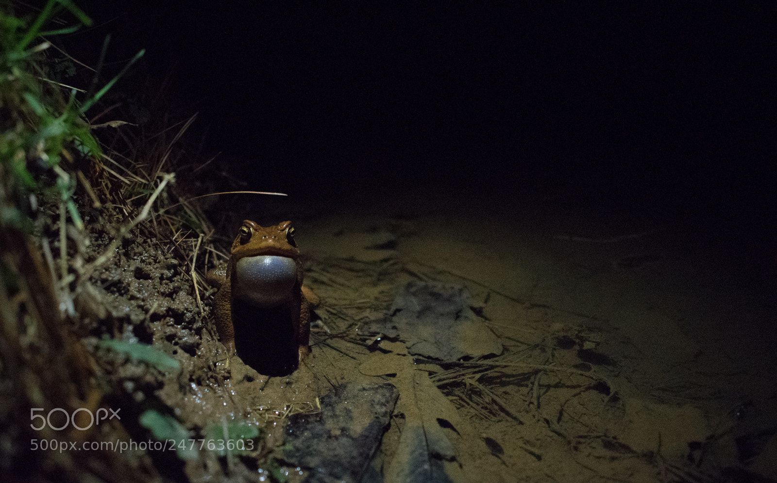 Nikon D5500 sample photo. The frog intruder! photography